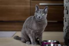 Adopta un Gato Azul Ruso