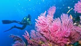 La Belleza de la Gorgonia Coral